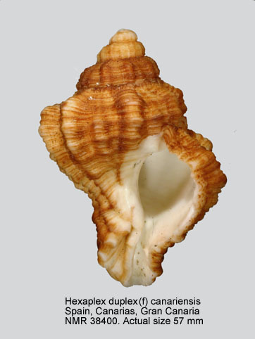 Hexaplex duplex canariensis.jpg - Hexaplex duplex (f) canariensis(Nordsieck,1975)